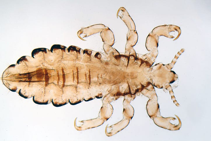 HEAD LICE