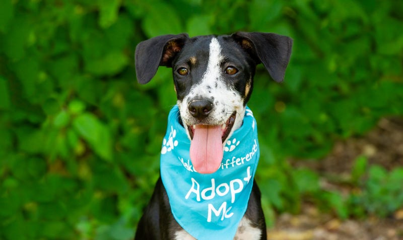 Dog wearing Adopt Me Bandana