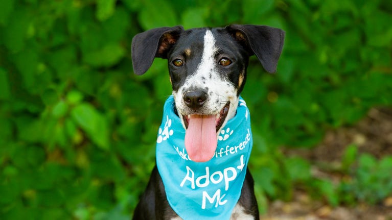 Dallas Animal Services offers free pet adoptions over holiday weekend