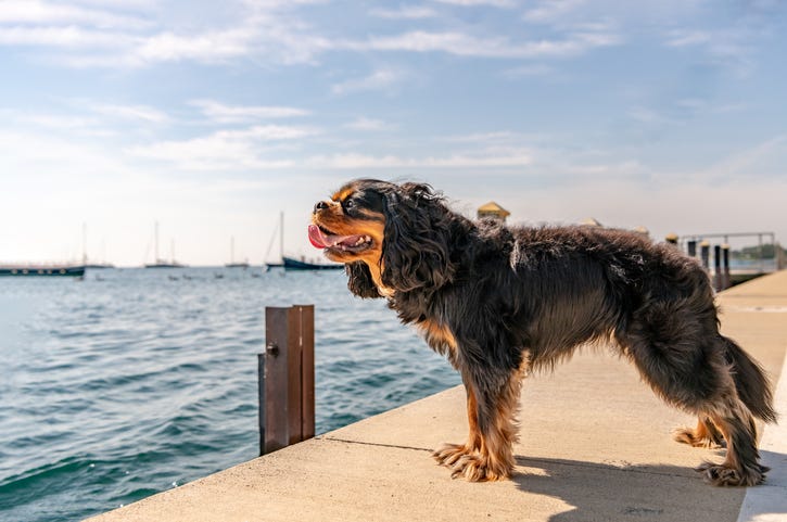 Dog
