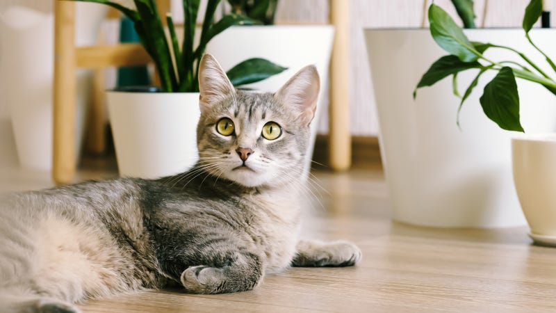 adult gray cat