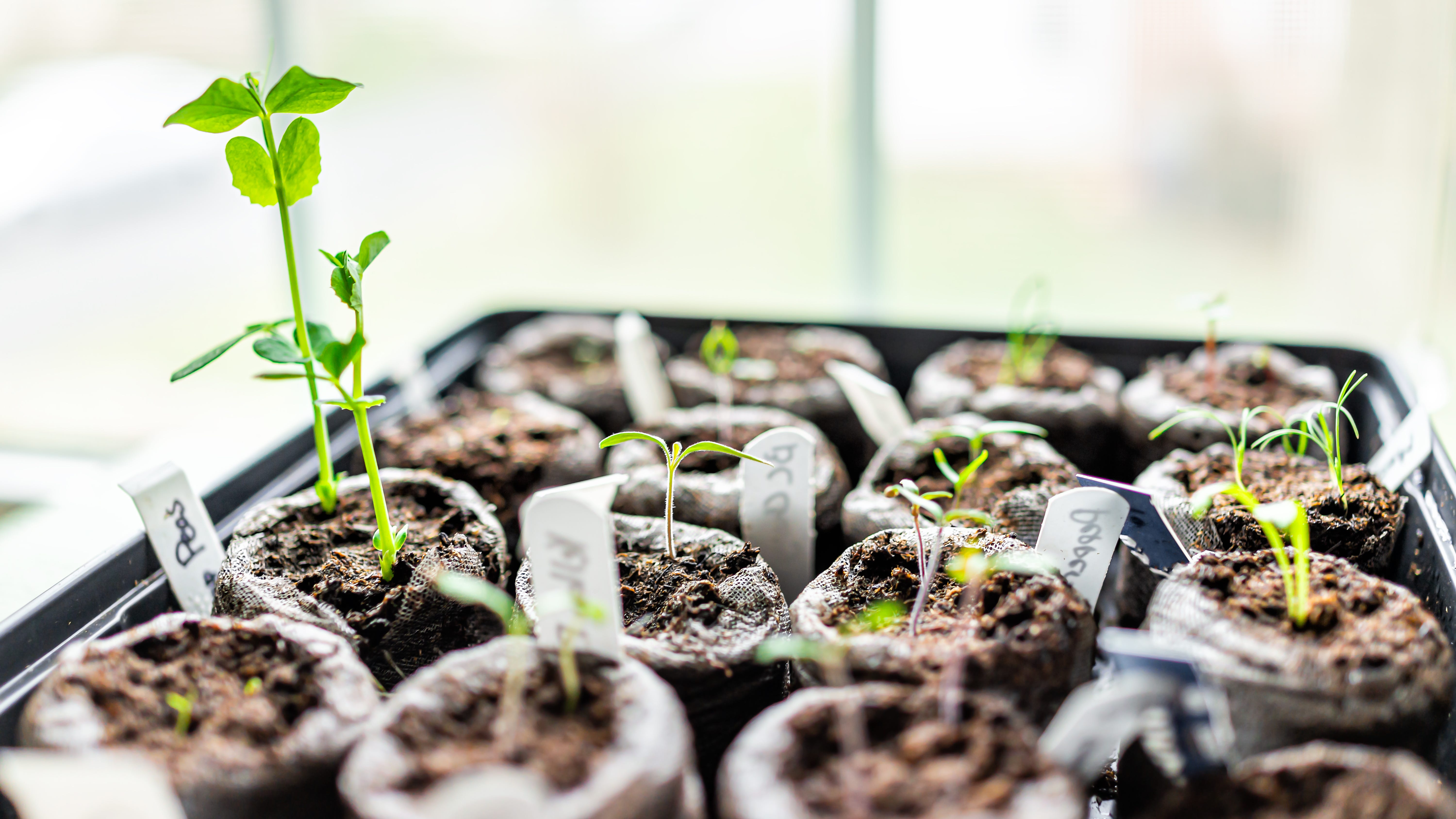 Seed-planting season: What home gardeners need to know