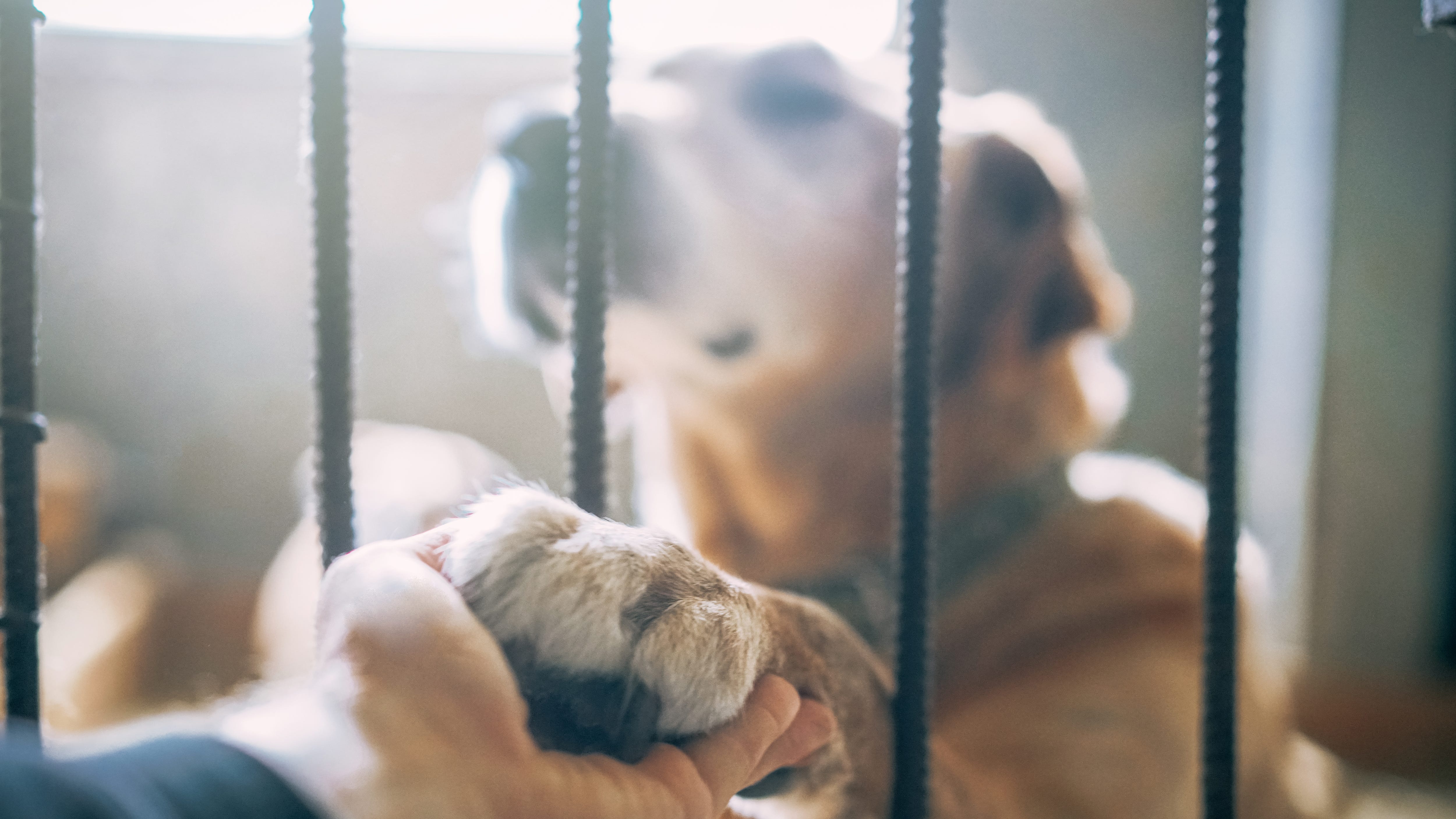 Riverside County animal services waiving adoption fees due to overcrowding at shelters