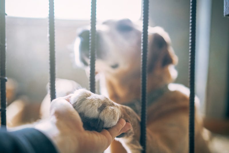 dog in shelter