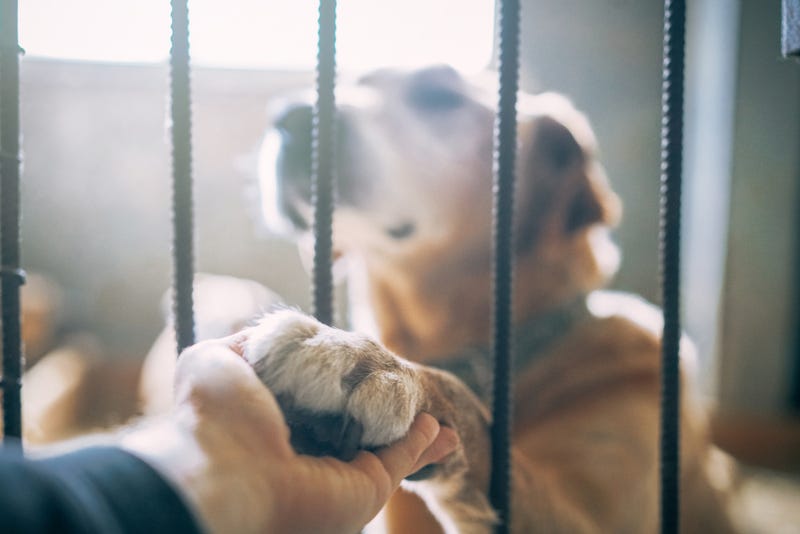 dog adoption