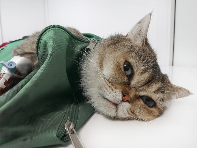 Cat rescue