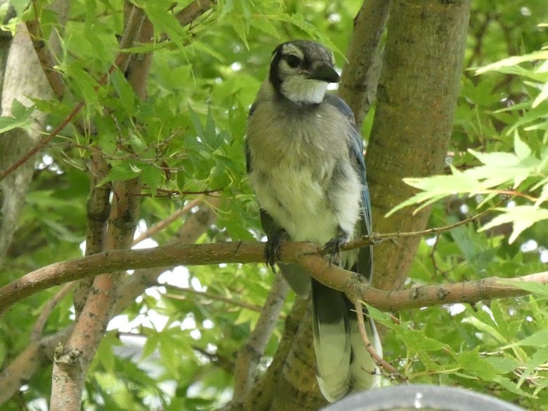 Blue Jay sitting in a tree