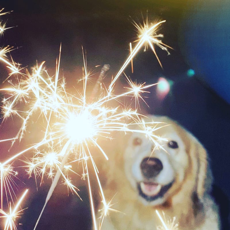 Almost 200 pets were taken into shelters throughout Southern California over the July Fourth holiday weekend. (Getty Images)