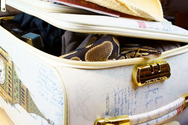 Snake being smuggled in a suitcase