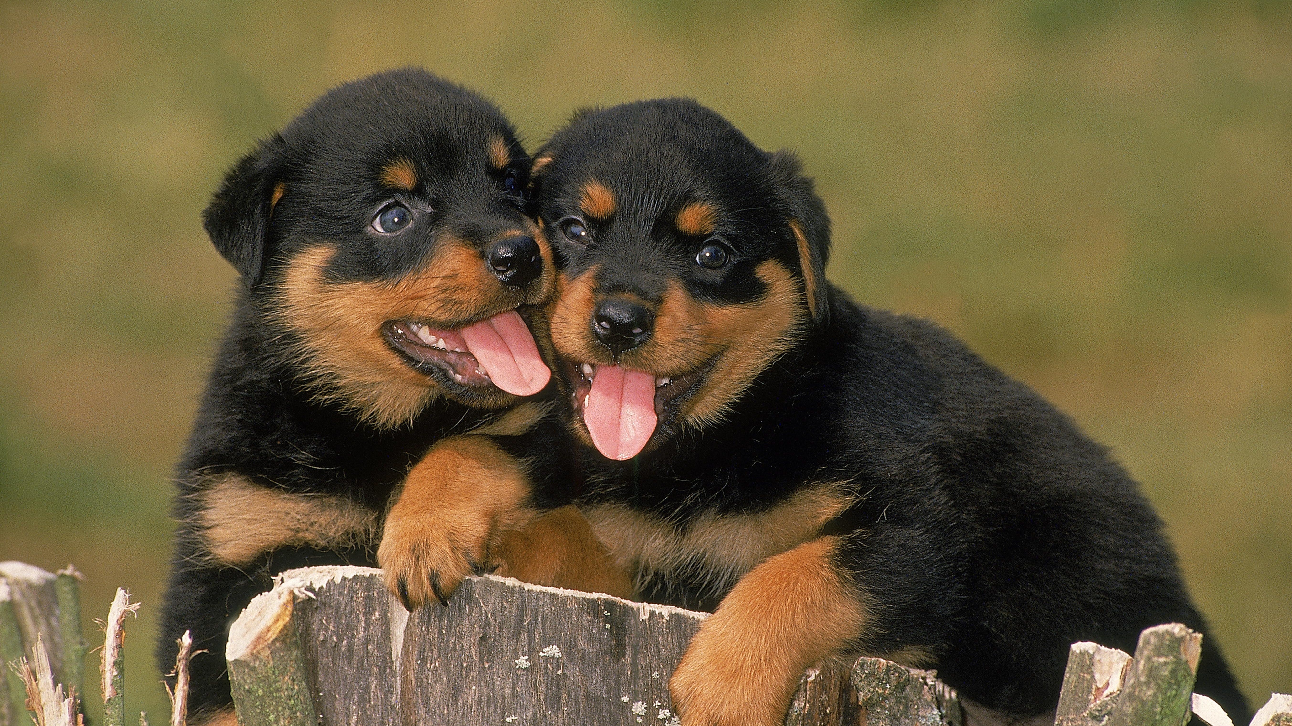 Litter of puppies found in garbage bag at Kearney Park
