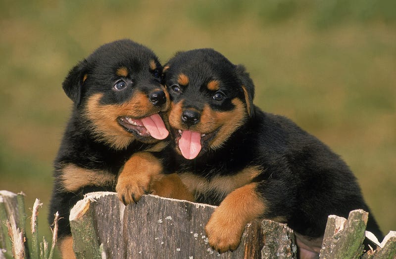 Rottweiler puppies