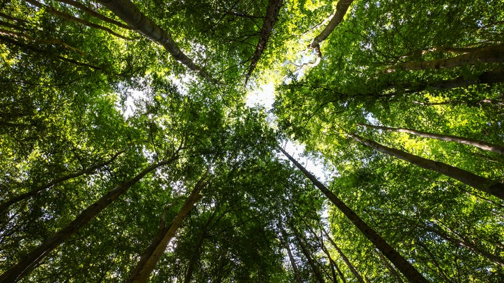 Ecologist learns that trees can communicate – and says humans should listen