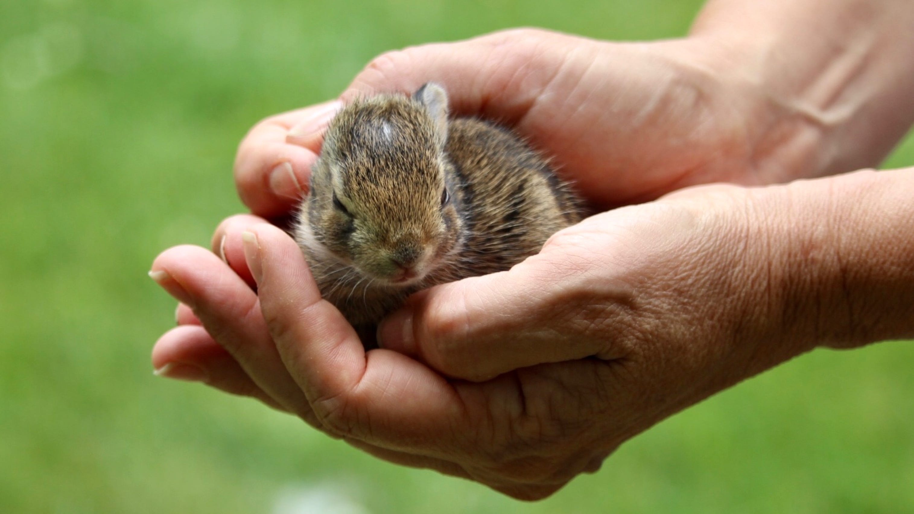 Work begins on $25.5 million DuPage County wildlife center