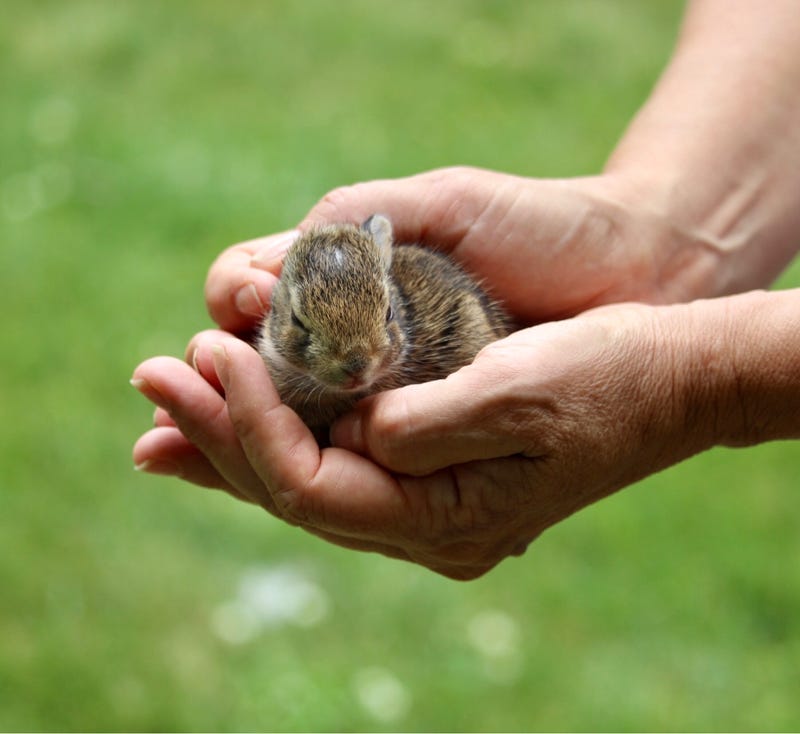 Little bunny in a person's hands
