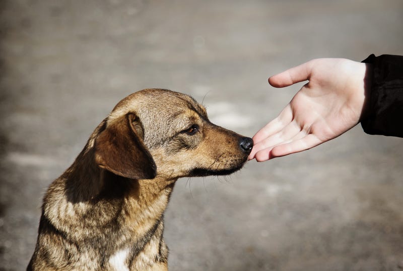 pets