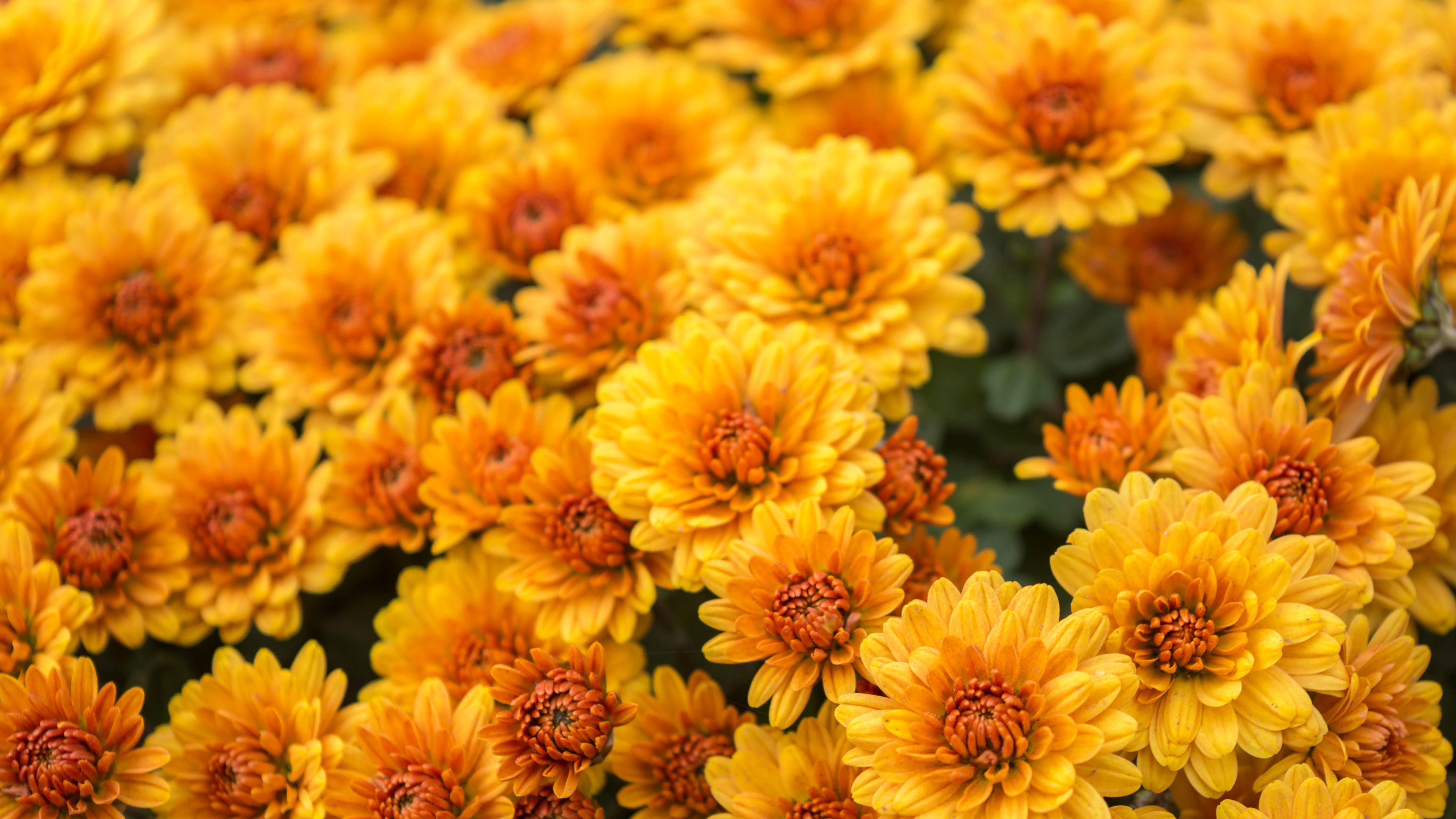 Local garden expert says planting mums yourself could offer better results