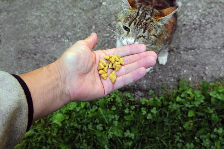 Stray cat