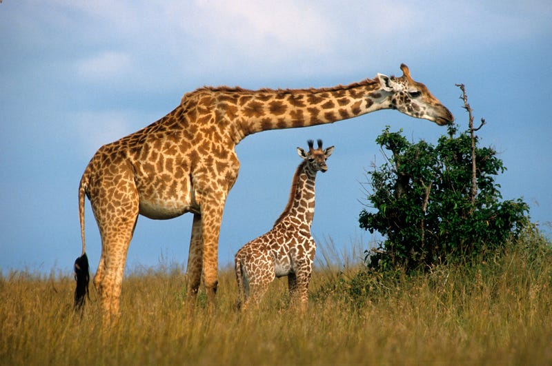 Masai giraffe in Kenya