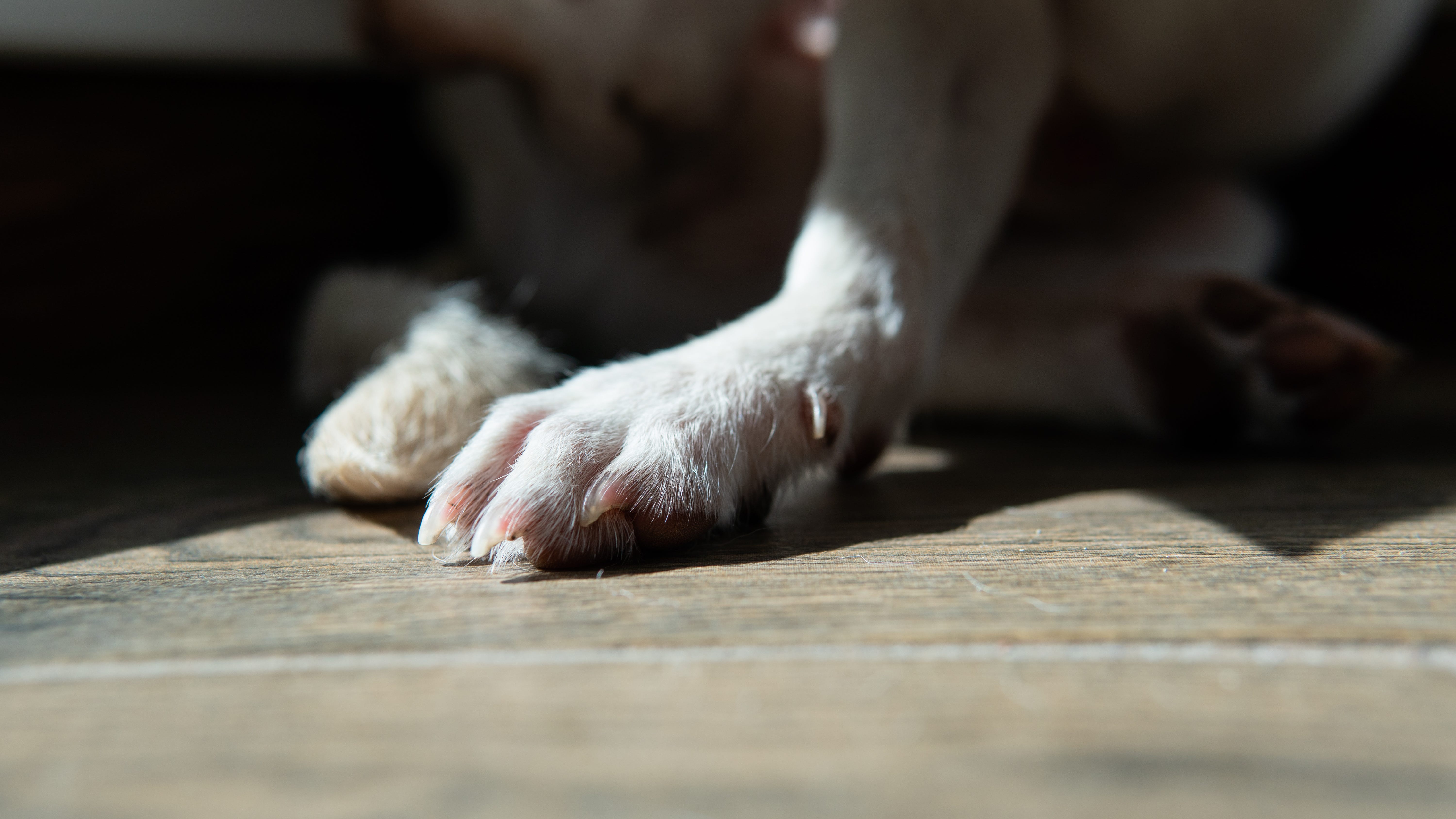 Long Island man faces animal cruelty charge in staircase death of Chihuahua