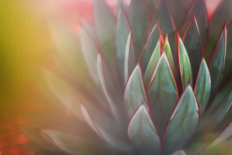 Nature - Succulents - shades of green in San Diego, CA, United States