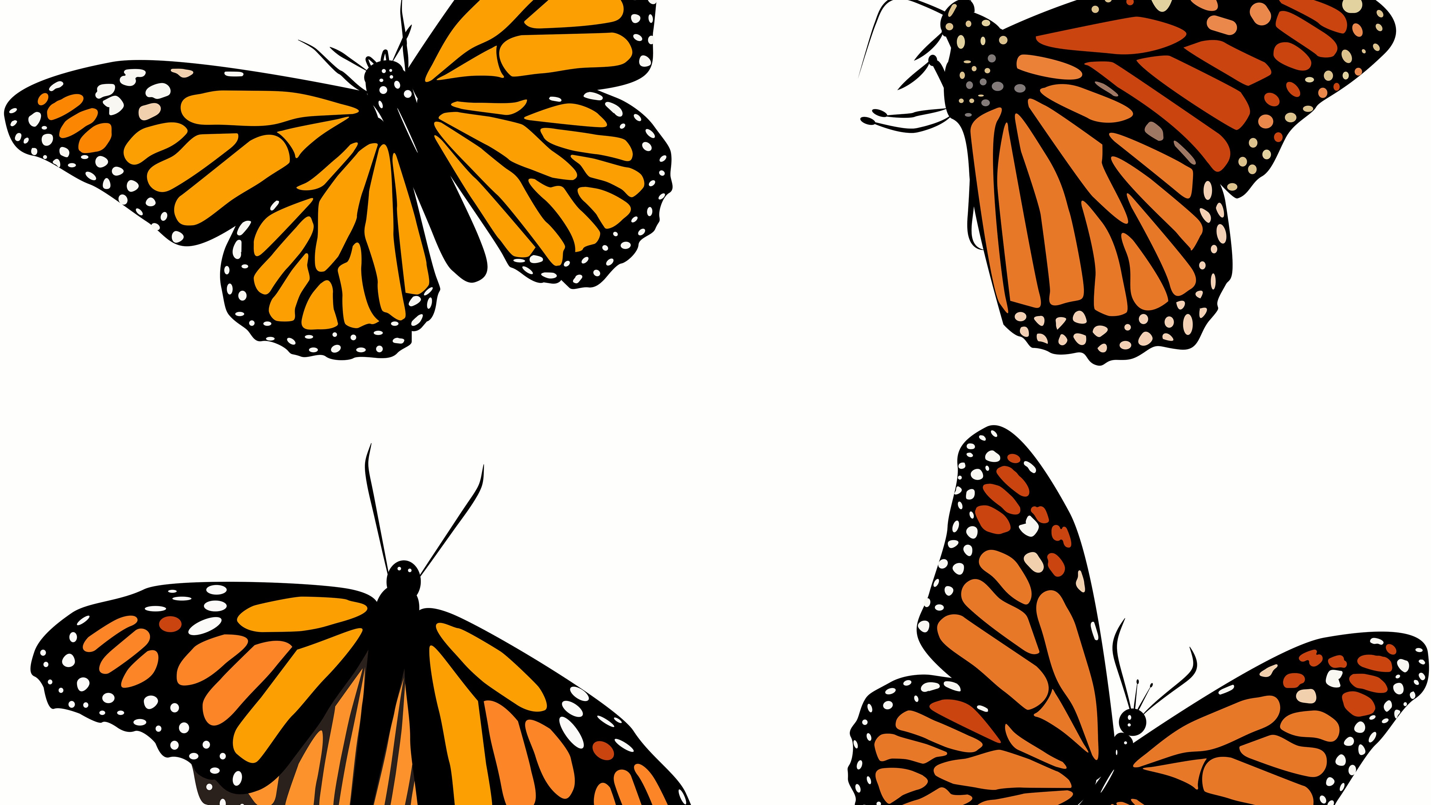 Local professor directs documentary showcasing the endangered monarch butterfly