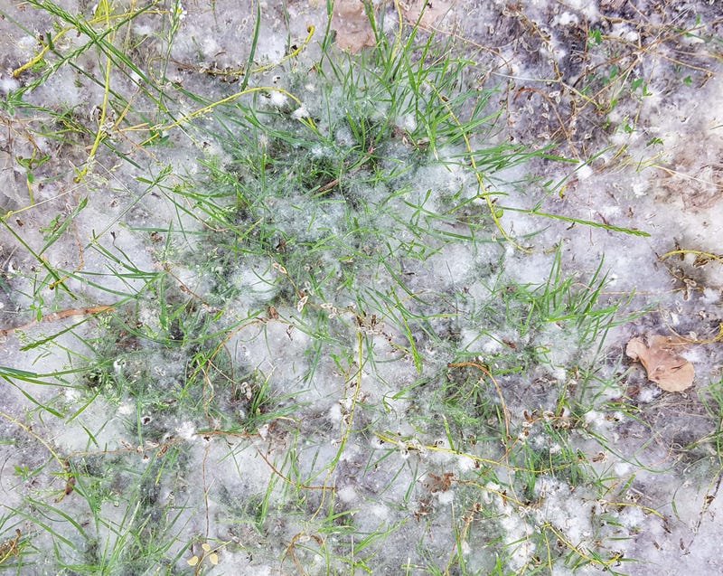 Cottonwood fluff