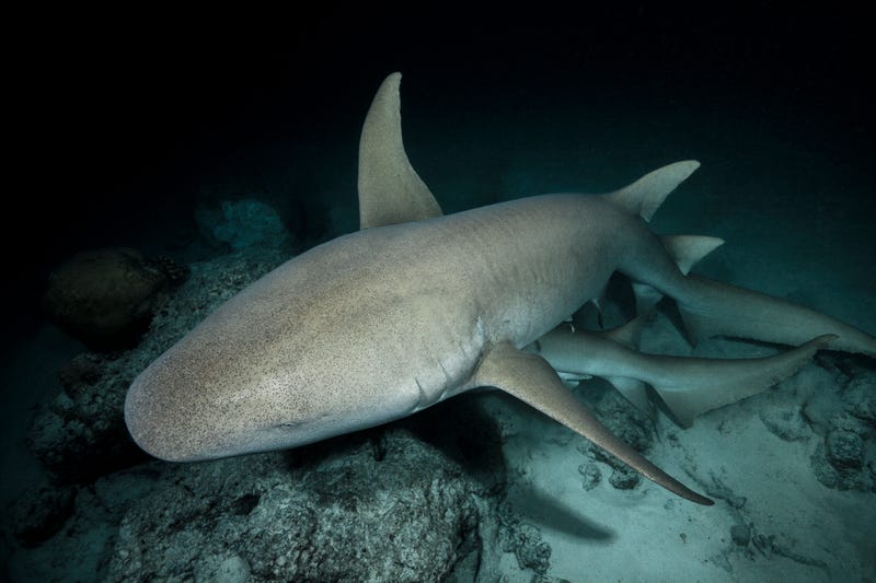 Nurse shark