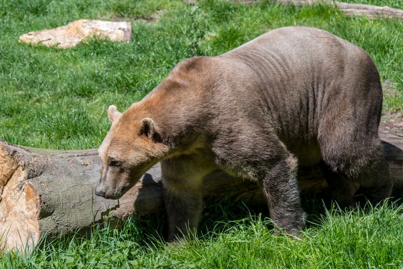 Bear