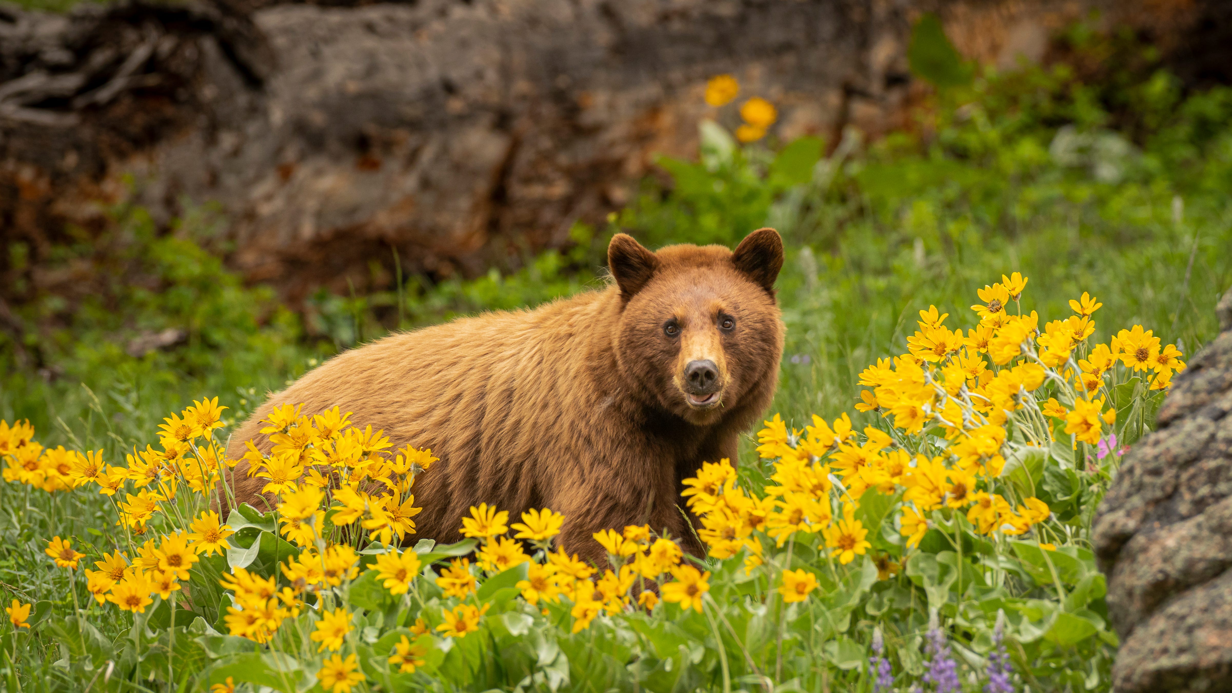 WATCH: Woman faces criminal charges after Yellowstone bear encounter