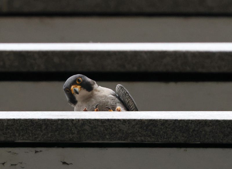falcon