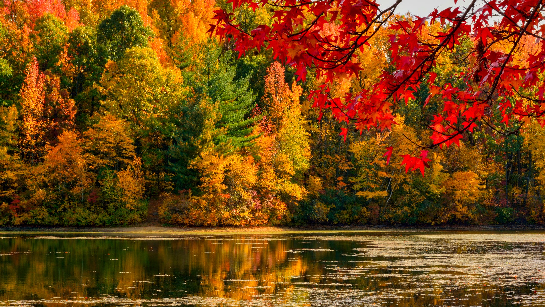 Leaf peepers alert: Map shows when fall colors will peak in every state