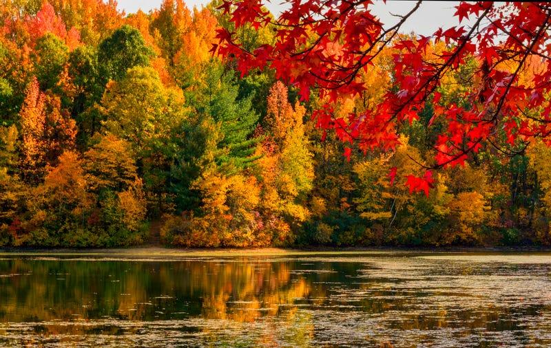 bright fall colorful trees