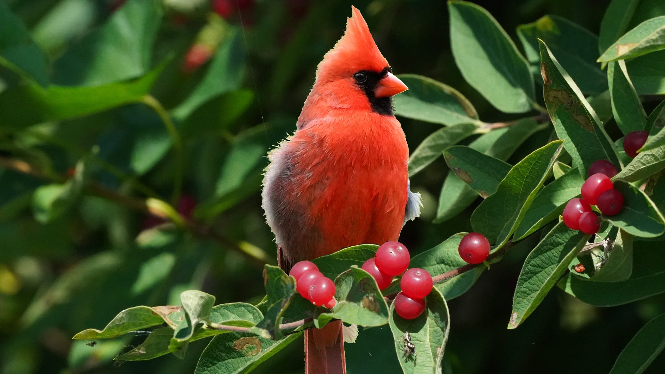 PHOTOS: Birdwatcher captures rare 'one in a million' half red, half white cardinal