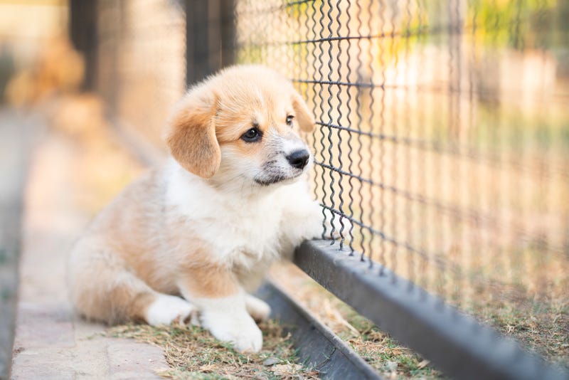 Northwest Indiana towns pass policies aimed at puppy mills