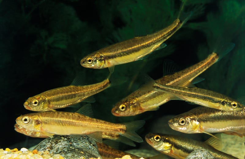 Minnows
