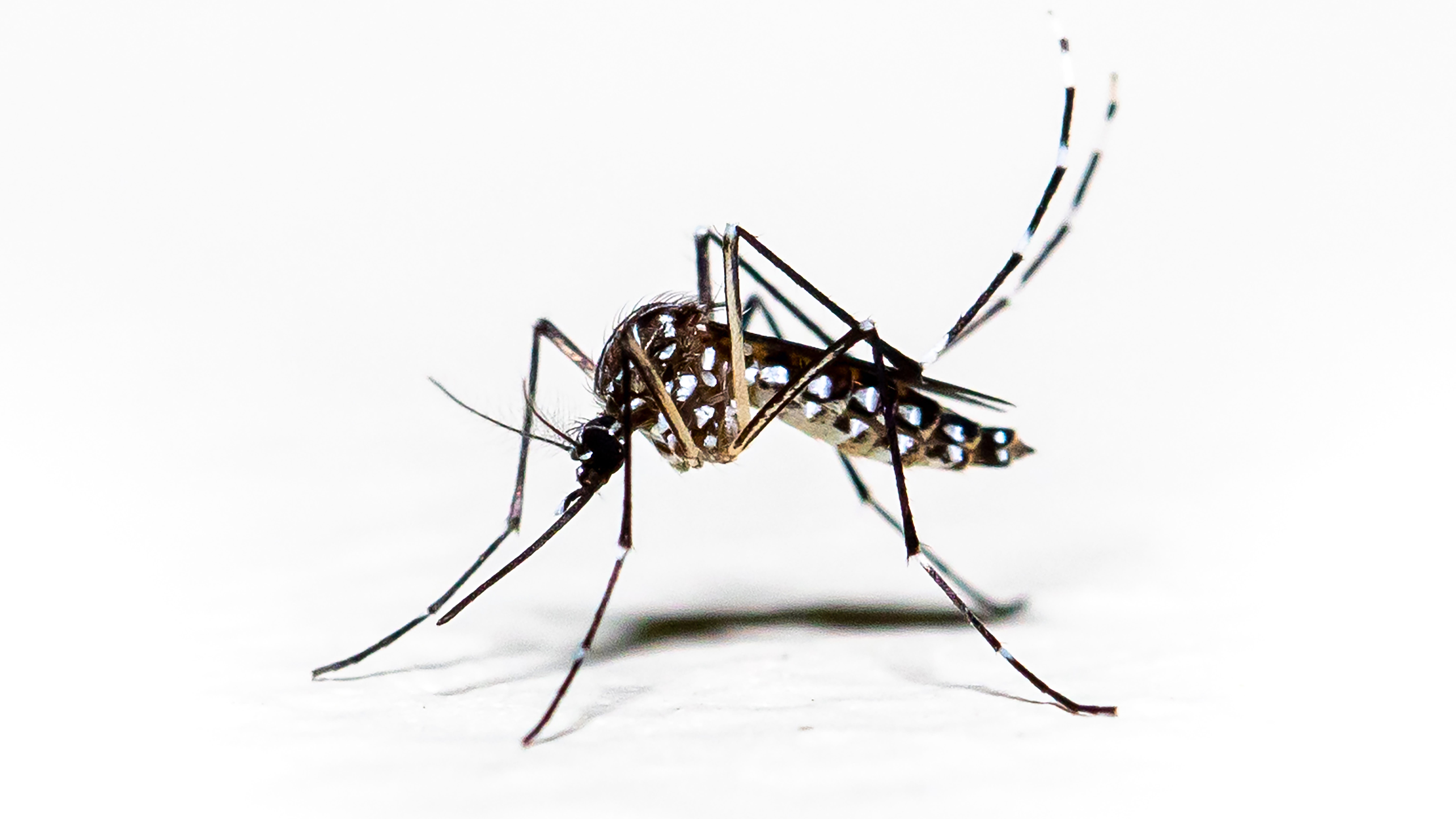 Mosquitoes carrying dog heartworm found in Orange County
