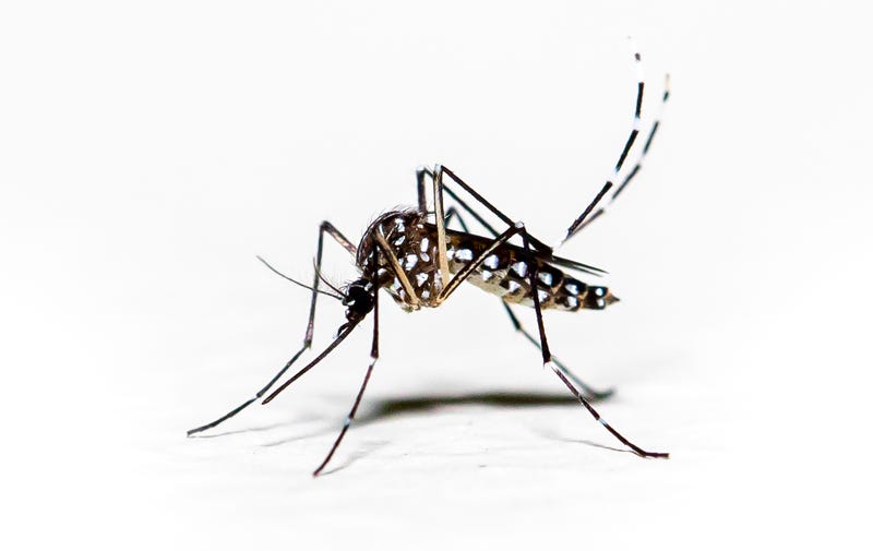 Aedes aegypti mosquito pernilongo with white spots and white backgroun