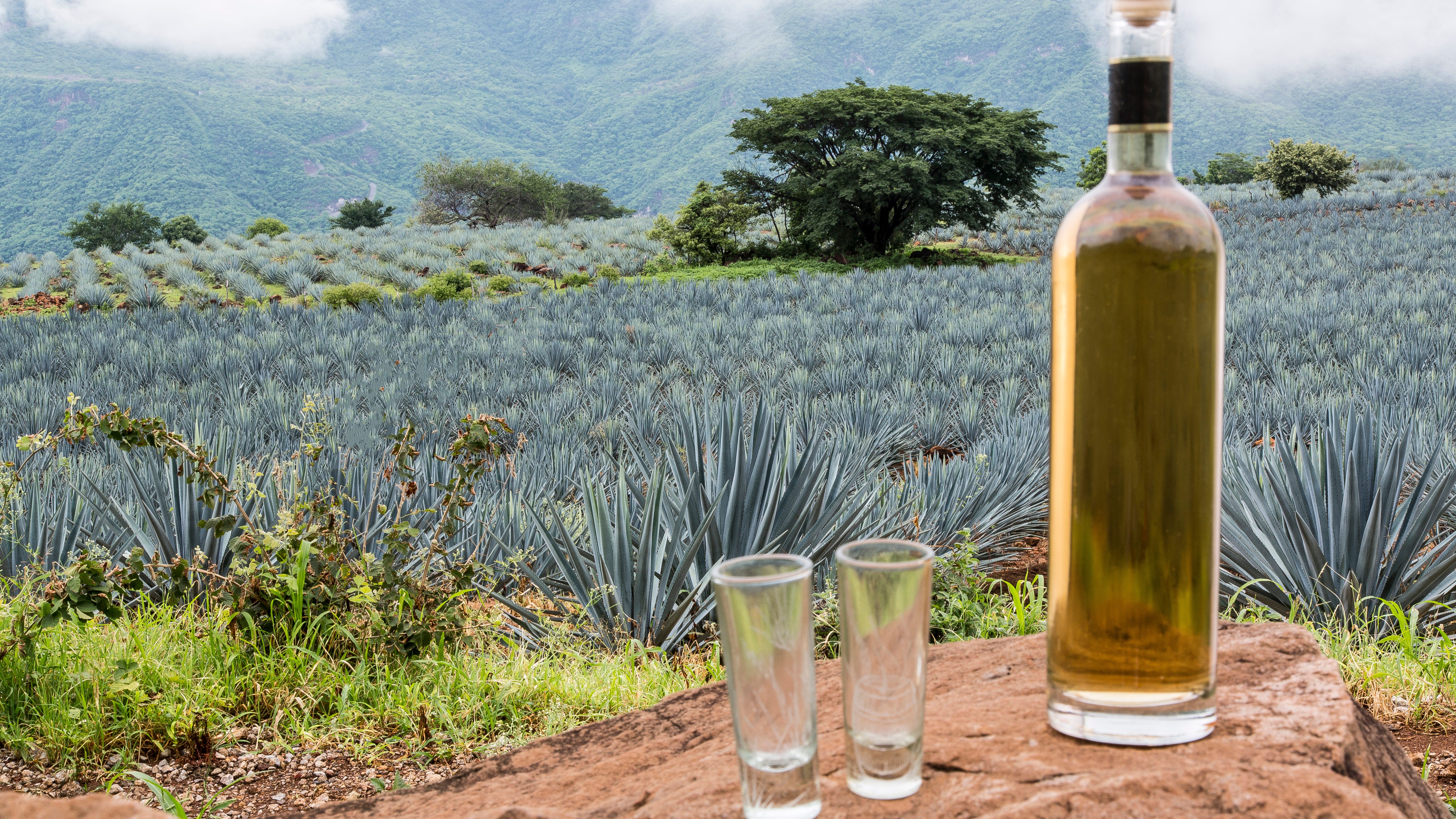 The best tequilas to buy now