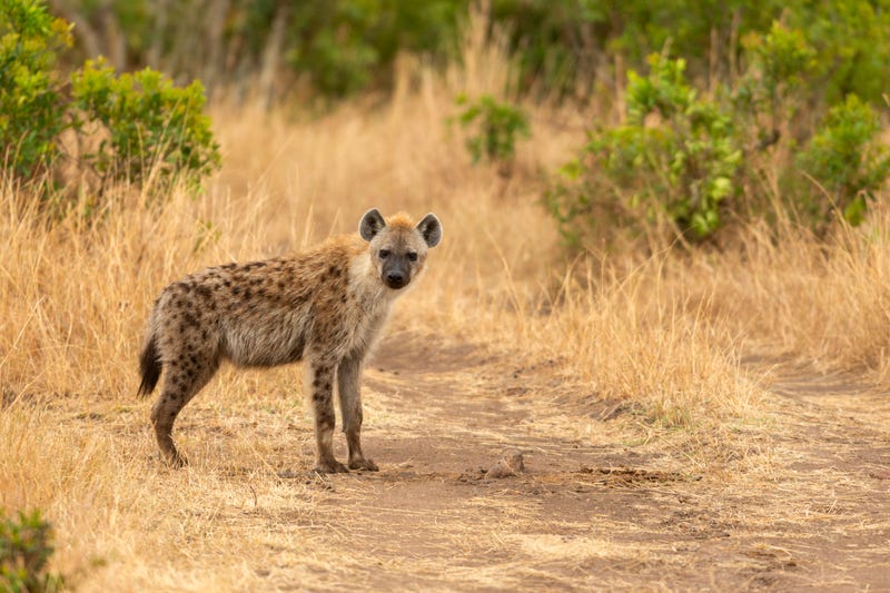 Spotted hyena
