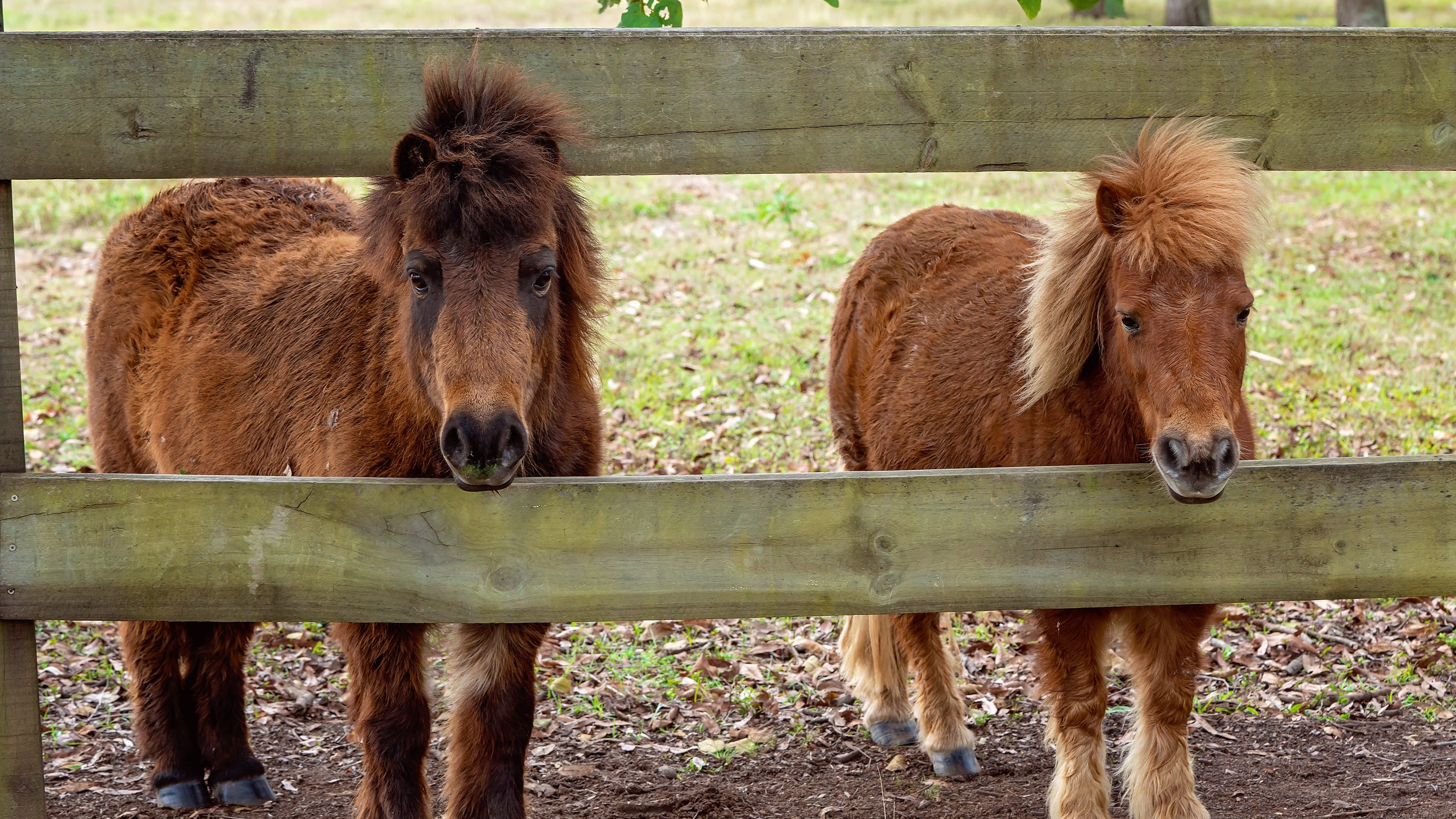 A dozen mini horses, one dog died of starvation after caregiver death went unnoticed in West Michigan