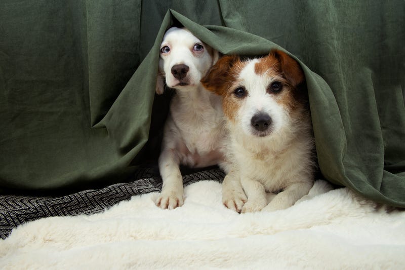 dogs