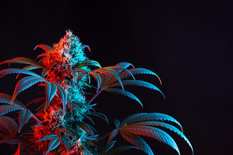 iStock/Getty Images