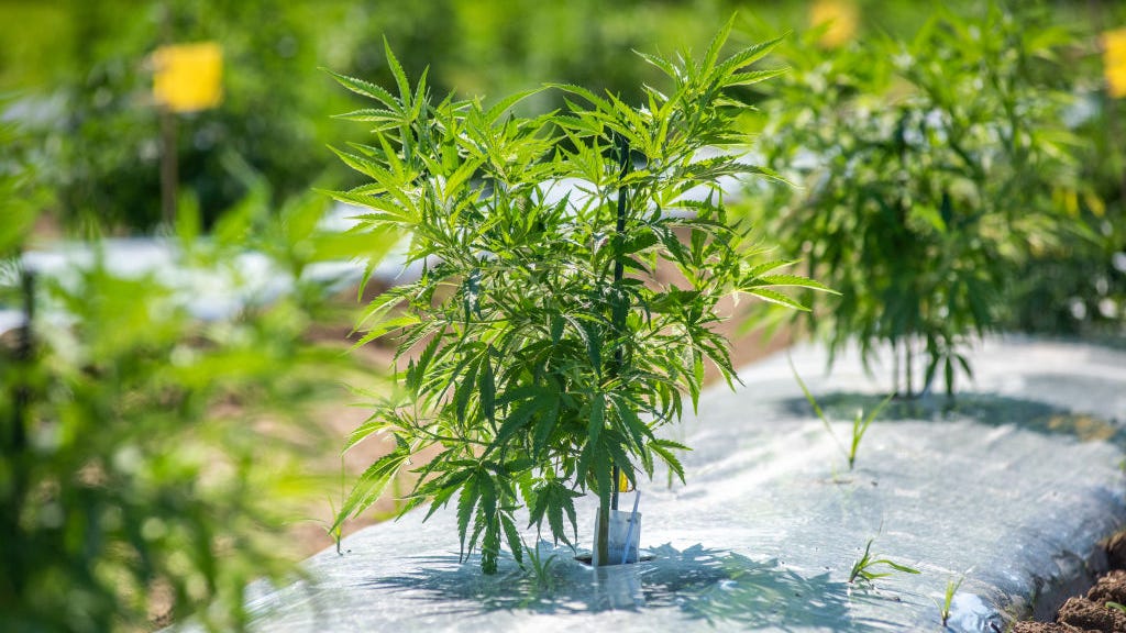 Ag Commissioner's political consultant accused of taking bribes for hemp licenses