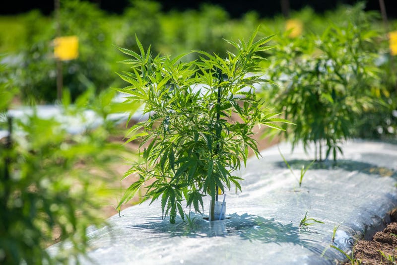 Ag Commissioner's political consultant accused of taking bribes in return for securing hemp licenses