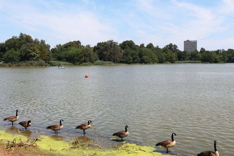 The boy was playing with other kids in Prospect Park Lake when he went under around 5:30 p.m. Tuesday