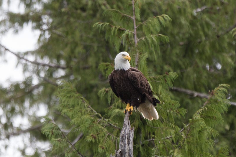 Bald Eagle