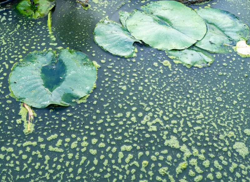 Green algae in the garden pond