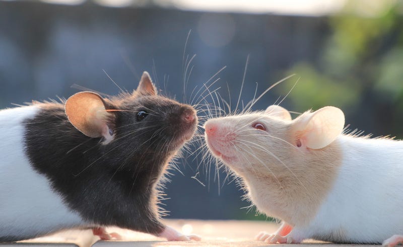 Two domesticated rats
