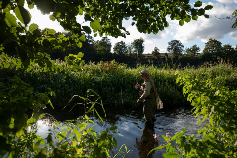 A fly fishermen trying to catch brown trout in a UK stream.