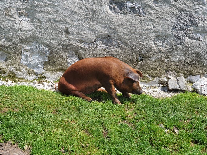Boar